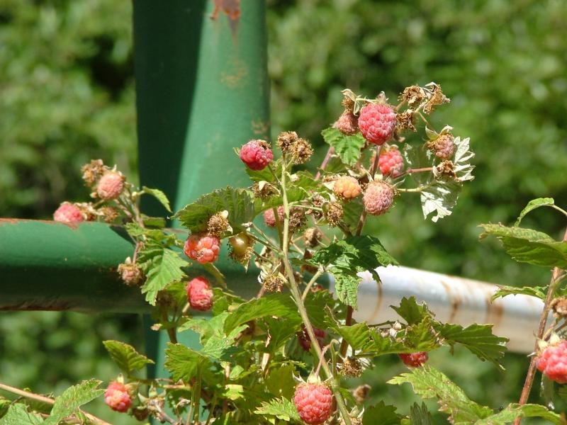  Image name: lampone3.jpg 
 width: 800 pixel 
 height: 600 pixel 
 Size: 88073 bytes 
 Click to enlarge 